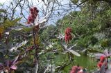 Ricinus communis. Верхушка плодоносящего растения. Испания, Каталония, г. Барселона, парк Цитадели (Parc de la Ciutadella), в культуре. 29.08.2017.