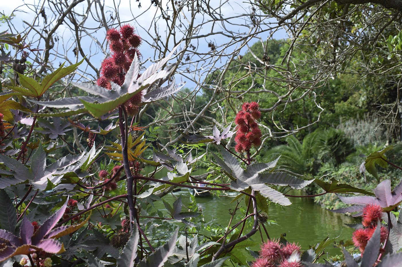 Изображение особи Ricinus communis.