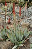 Aloe petricola