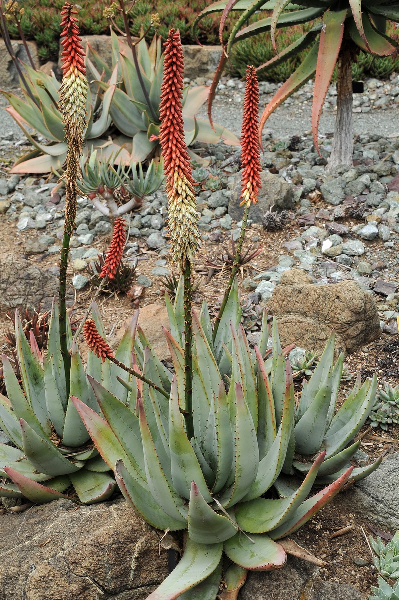 Image of Aloe petricola specimen.