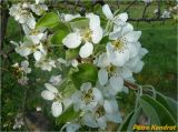 Pyrus pyraster