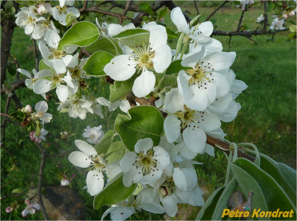 Изображение особи Pyrus pyraster.