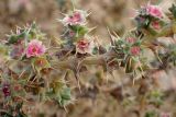 Salsola pontica
