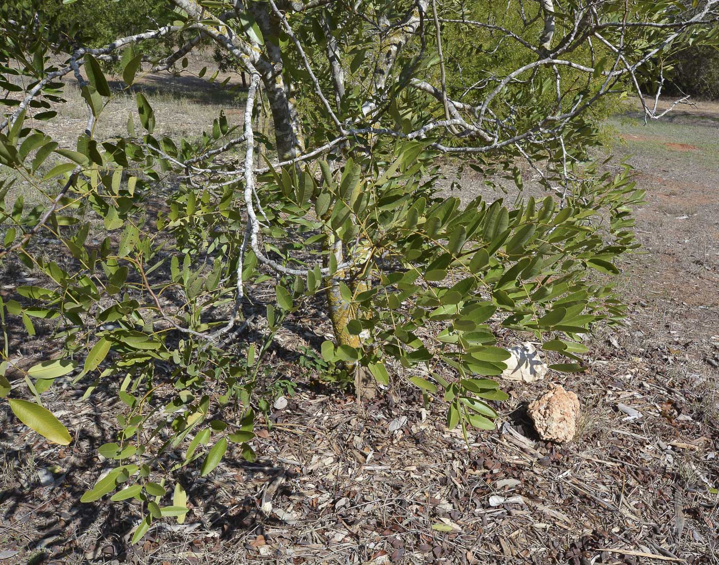 Image of Cassia brewsteri specimen.