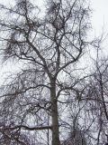 Populus × rasumowskiana. Часть ствола и скелетные ветви в верхней части кроны. Москва, в культуре. 21.01.2018.