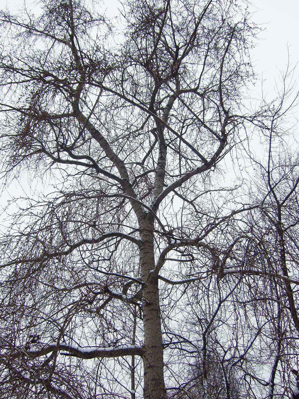 Image of Populus &times; rasumowskiana specimen.