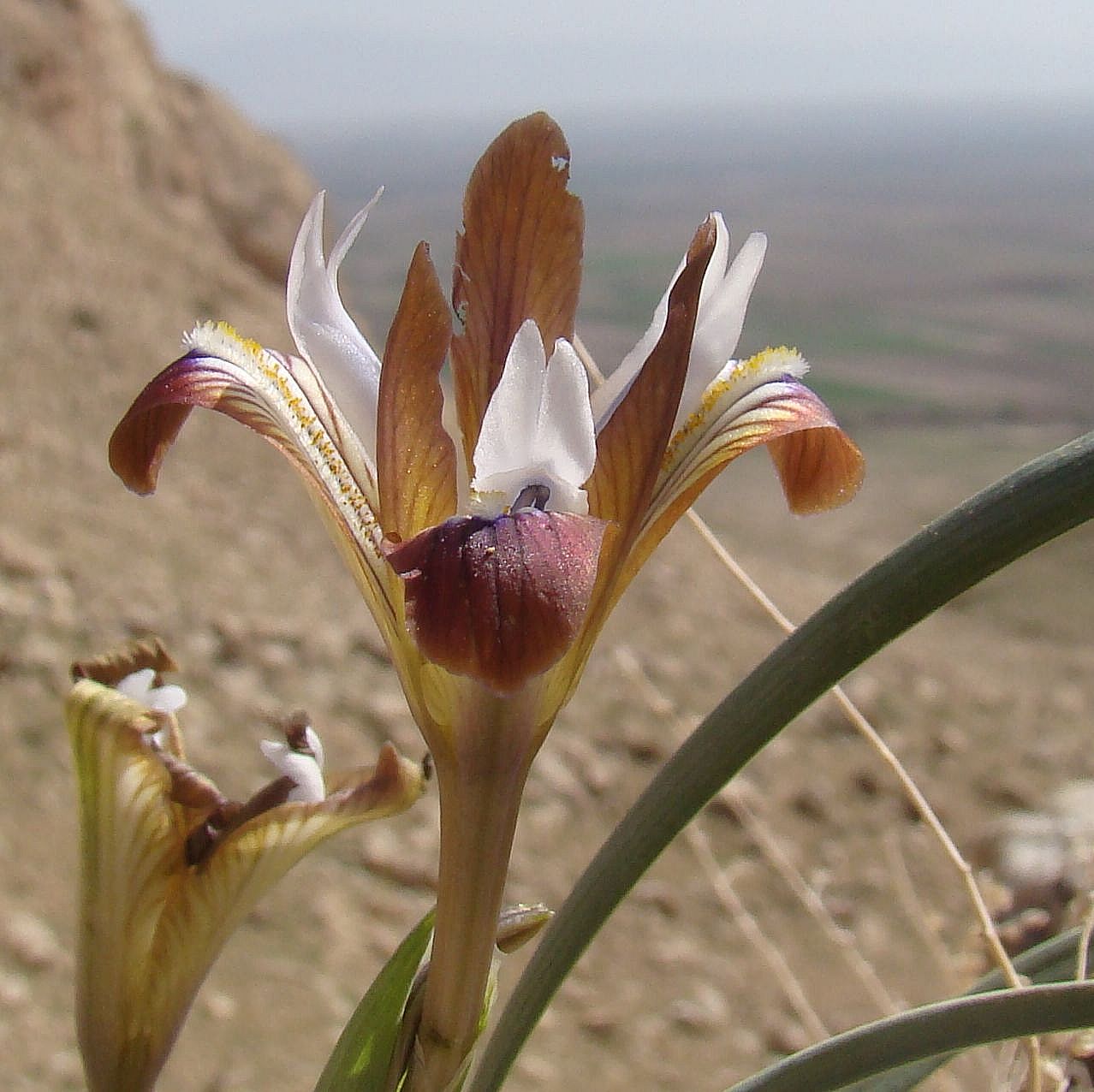 Image of Iris falcifolia specimen.