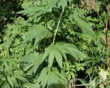 Senecio cannabifolius
