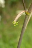 Angelica sylvestris