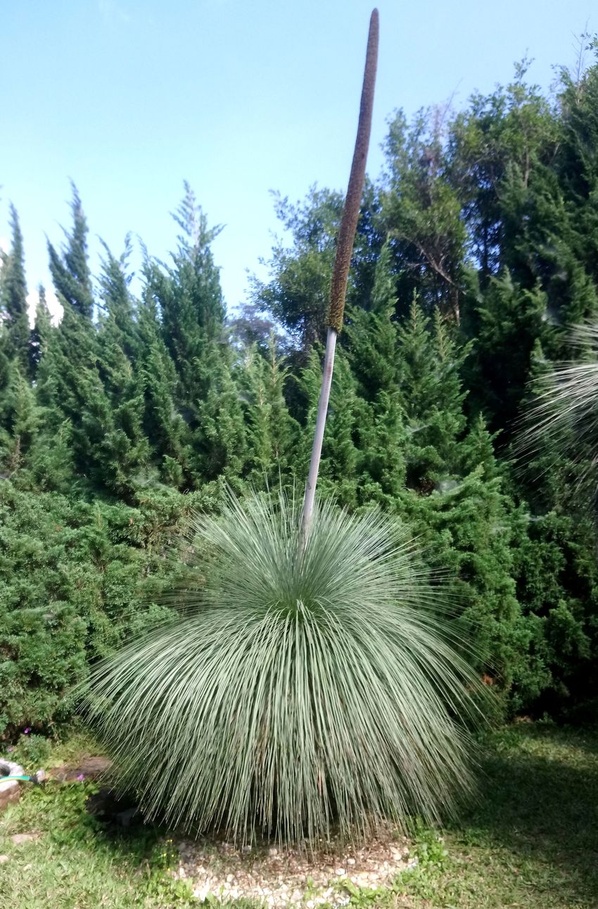 Изображение особи Xanthorrhoea johnsonii.