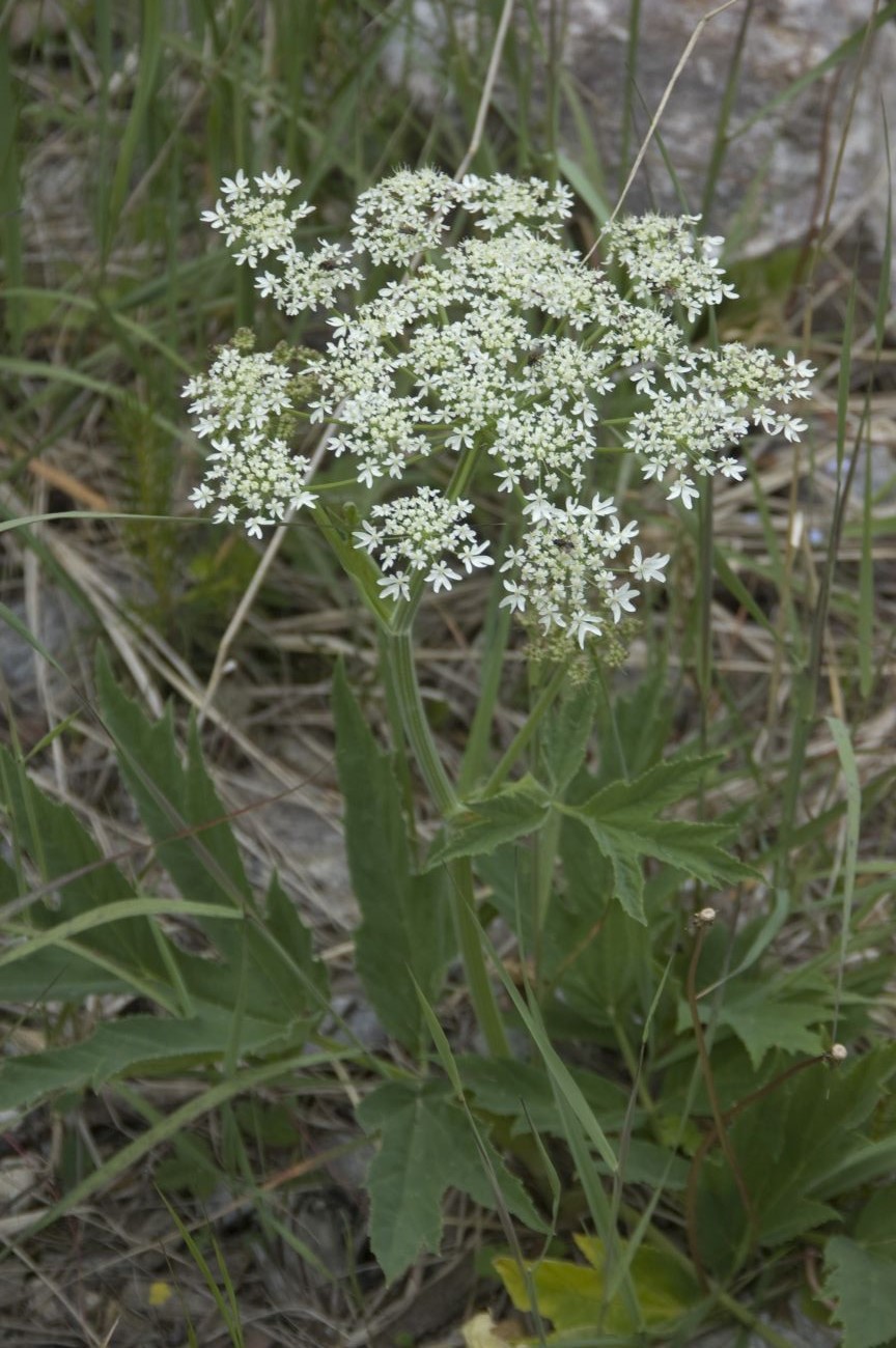 Изображение особи Heracleum freynianum.