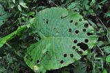 genus Alocasia. Лист, погрызенный насекомыми. Китай, провинция Гуандун, р-н Шаогуань, геопарк \"Дансия\", лес. 18.10.2017.