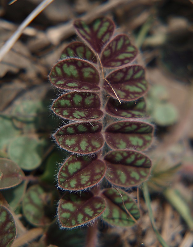 Image of genus Xanthobrychis specimen.