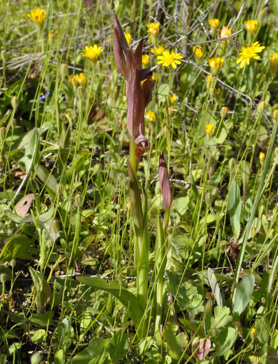 Image of genus Serapias specimen.