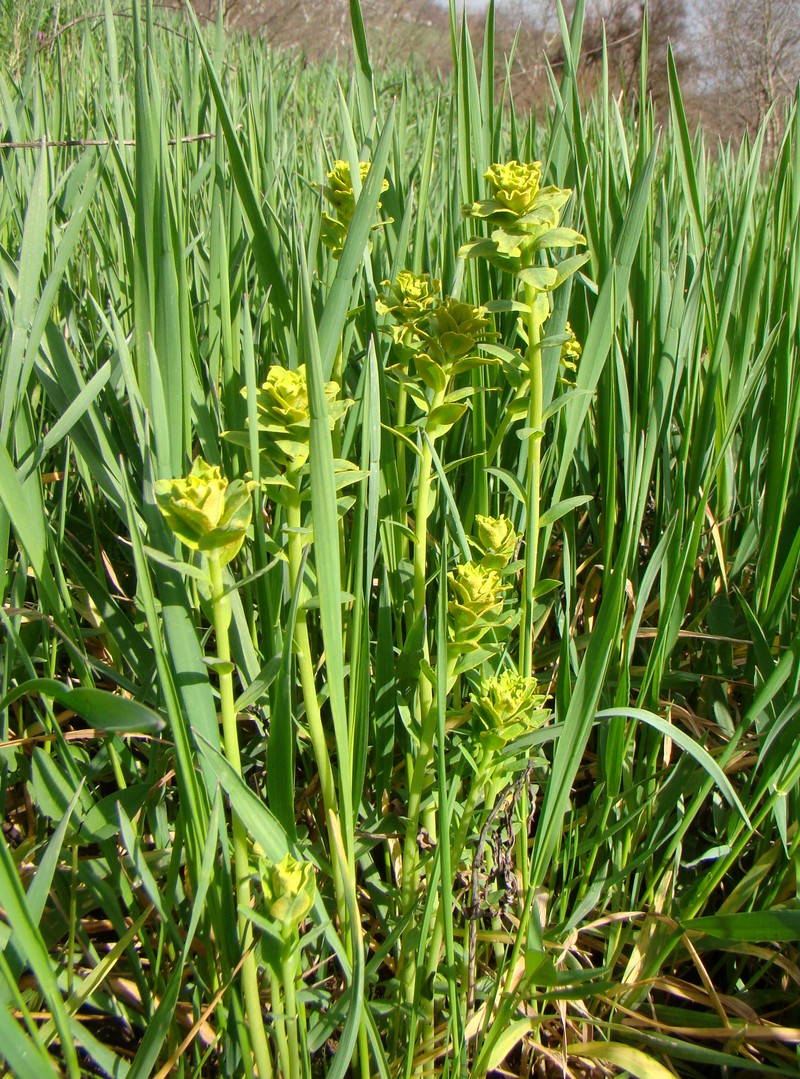 Изображение особи Euphorbia virgata.