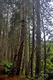 Pinus caribaea. Стволы взрослых деревьев. Малайзия, Камеронское нагорье, ≈ 1500 м н.у.м., посадки(?). 03.05.2017.
