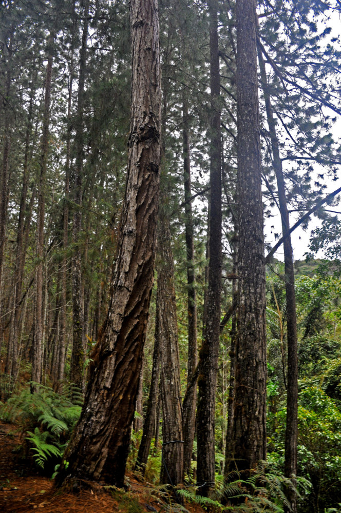 Изображение особи Pinus caribaea.