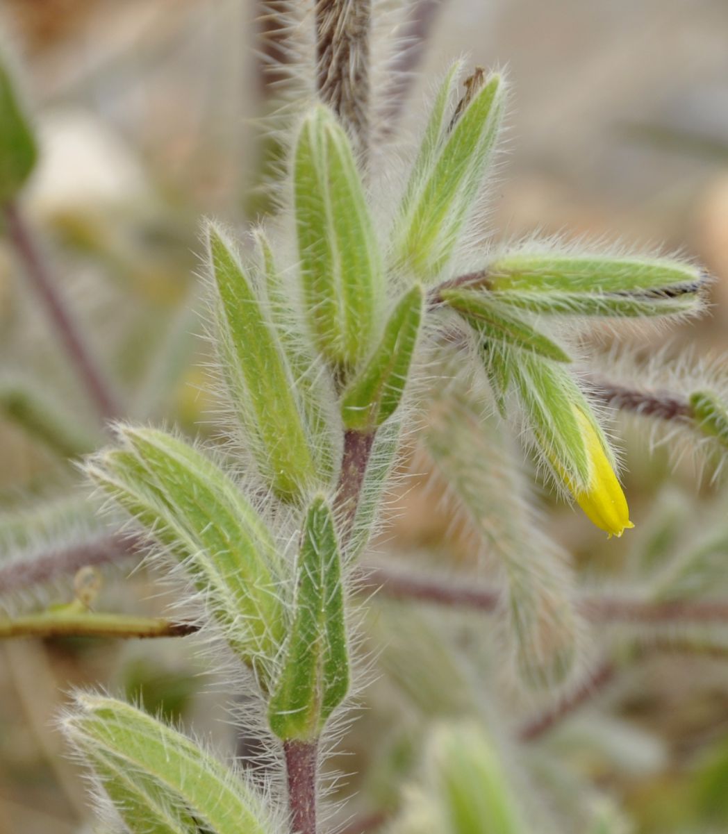 Image of Onosma graeca specimen.