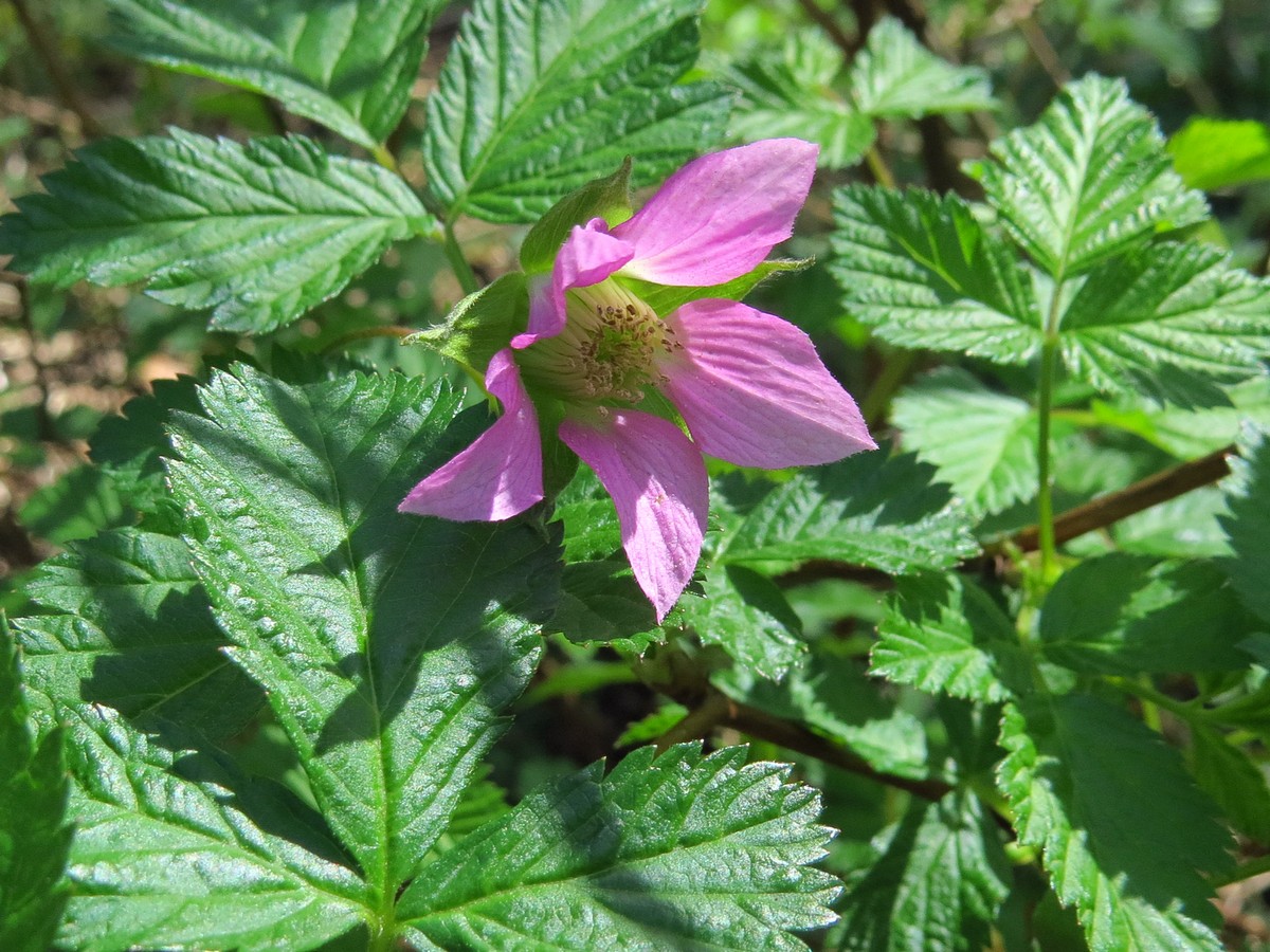 Image of Rubus spectabilis specimen.