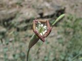 Silene chlorifolia. Распускающийся цветок. Дагестан, г. о. Махачкала, окр. с. Талги, каменистый склон горы. 15.05.2018.