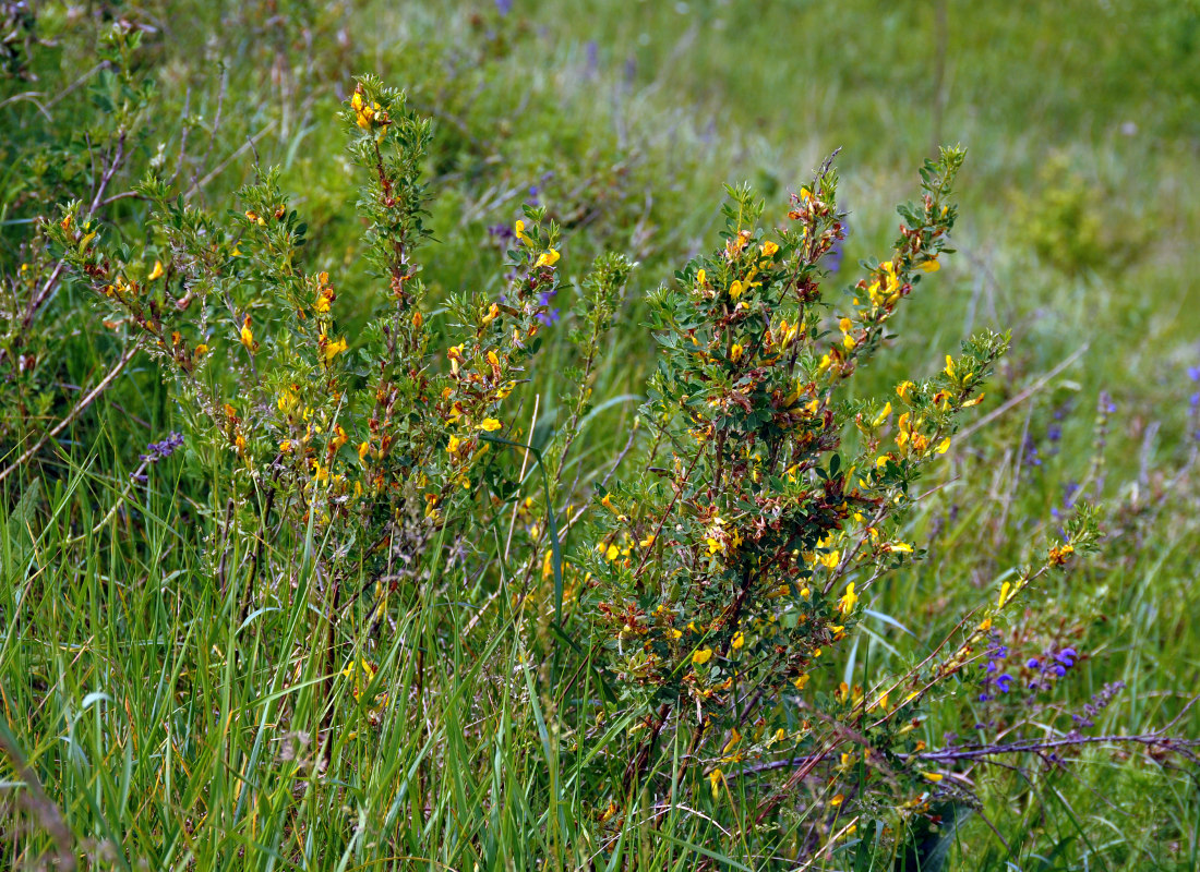 Изображение особи Chamaecytisus ruthenicus.