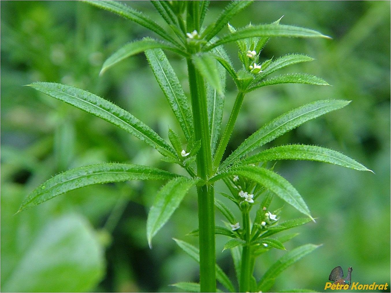 Image of Galium aparine specimen.