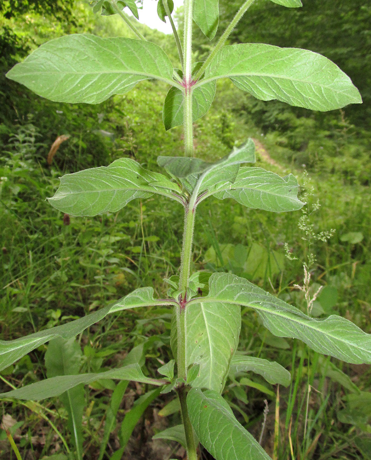 Image of Lysimachia verticillaris specimen.