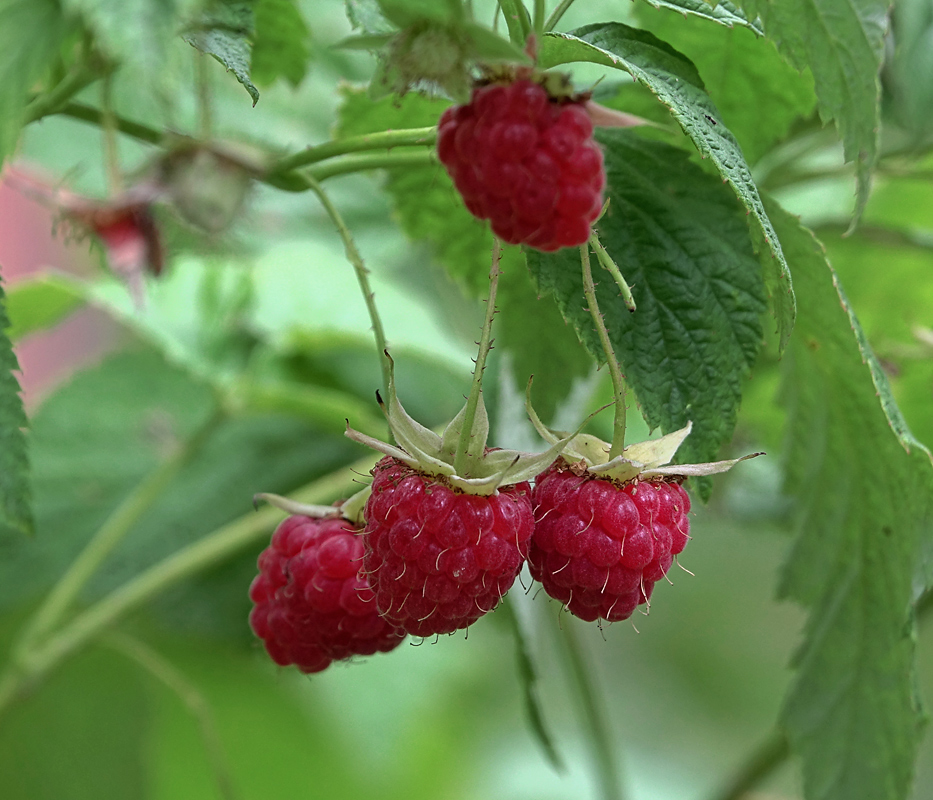 Изображение особи Rubus idaeus.