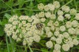 Angelica sylvestris