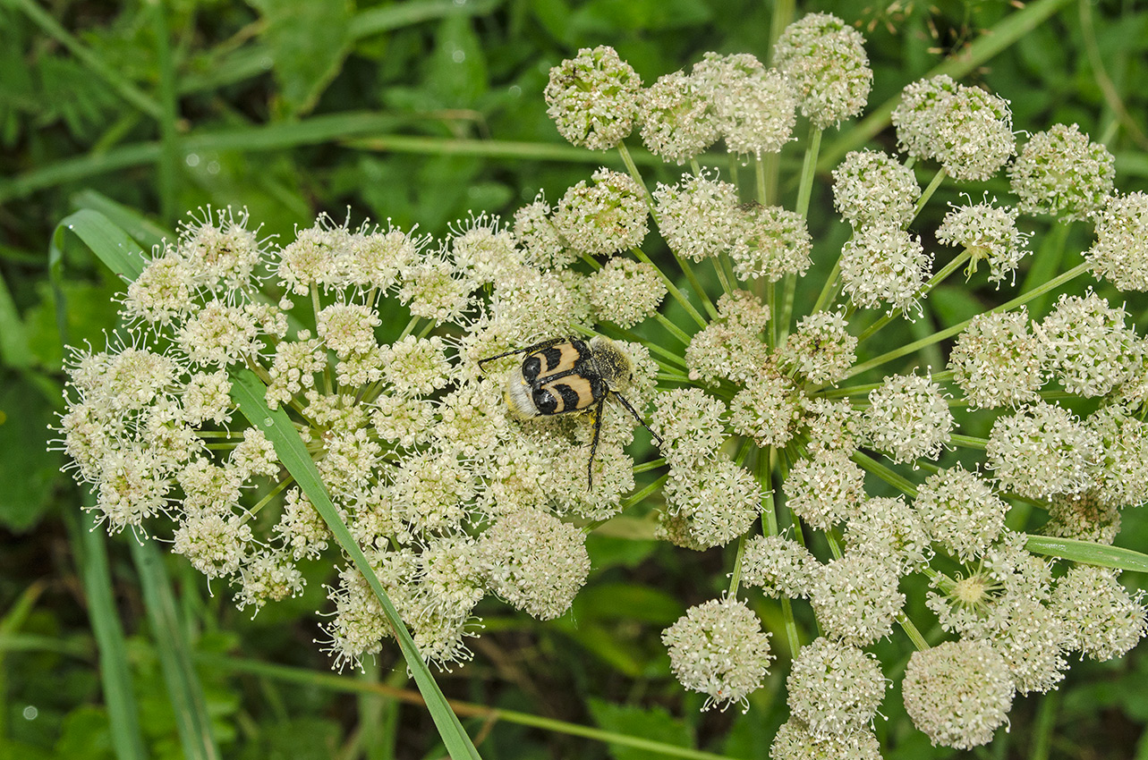 Изображение особи Angelica sylvestris.