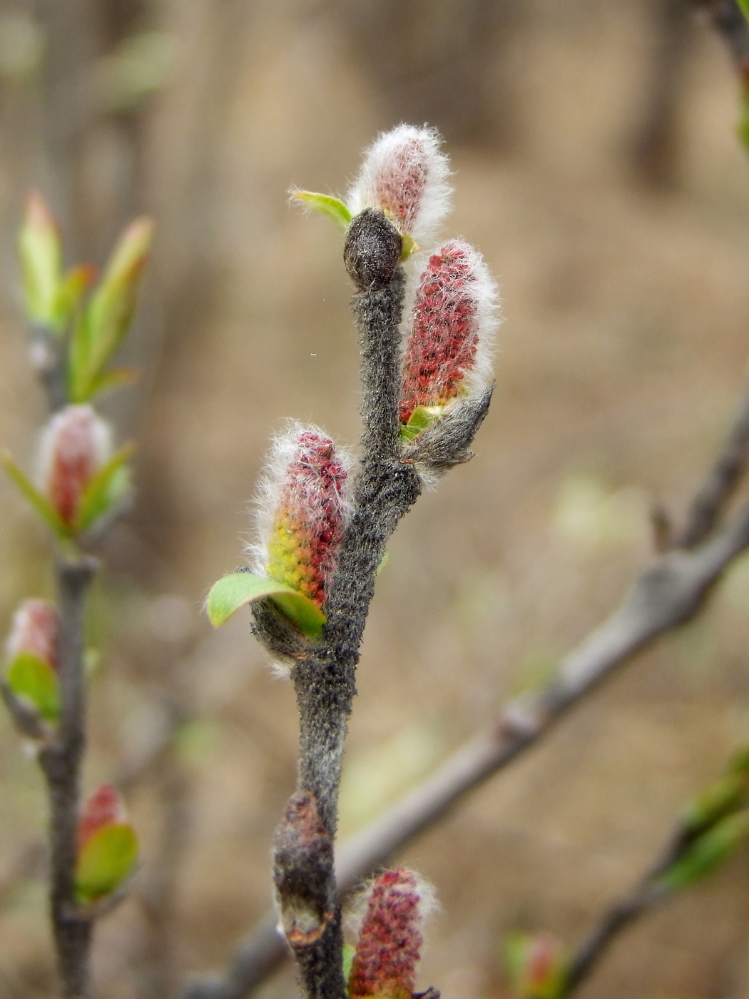 Image of Salix hastata specimen.