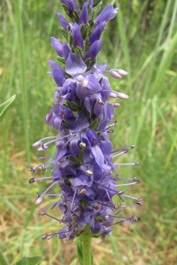Image of Veronica steppacea specimen.