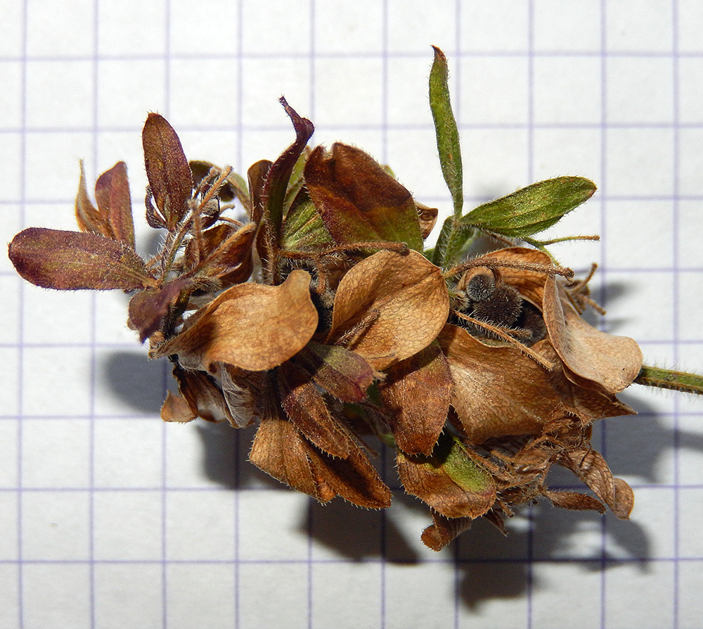 Image of Cruciata taurica specimen.