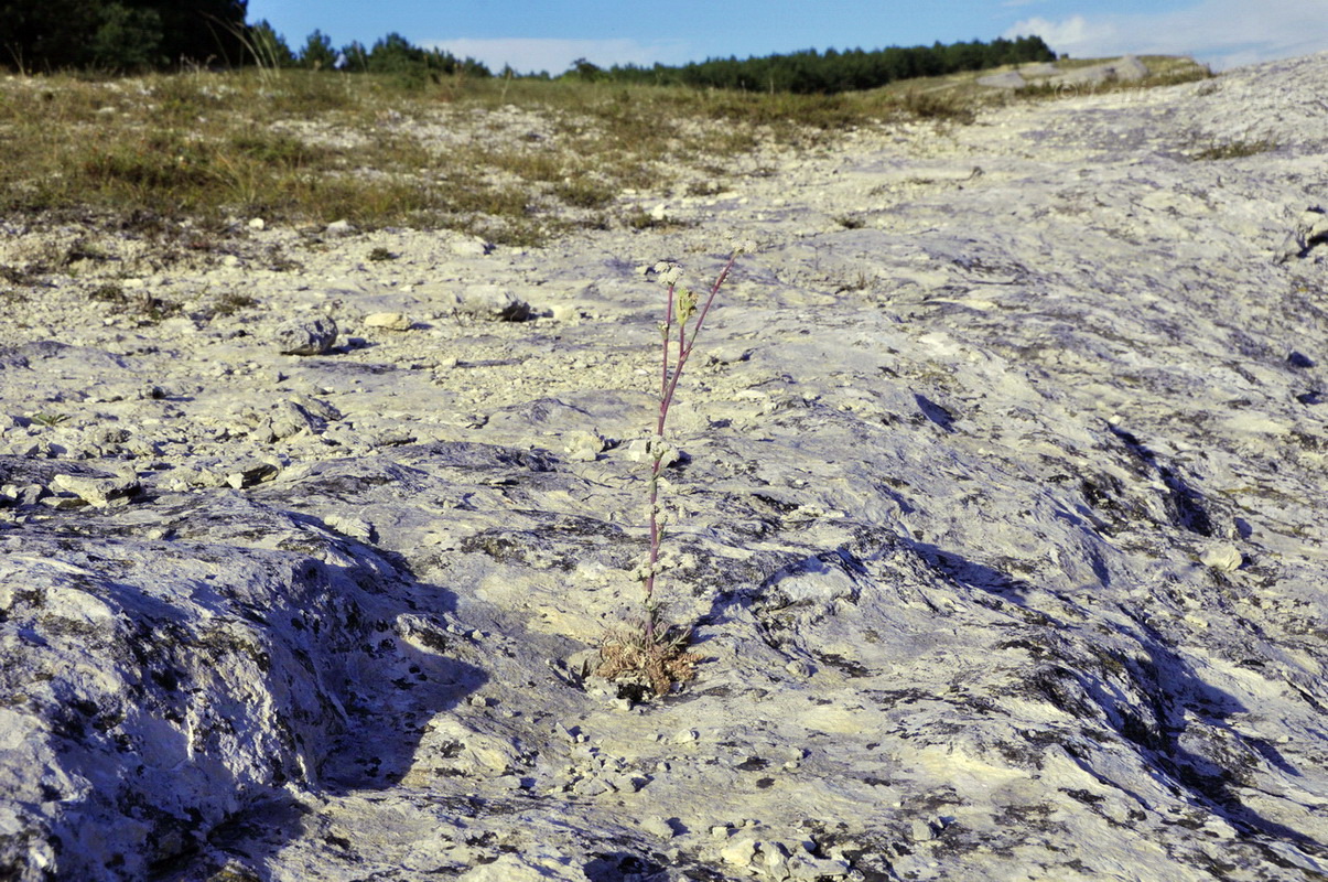 Image of Seseli dichotomum specimen.