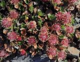 род Salix