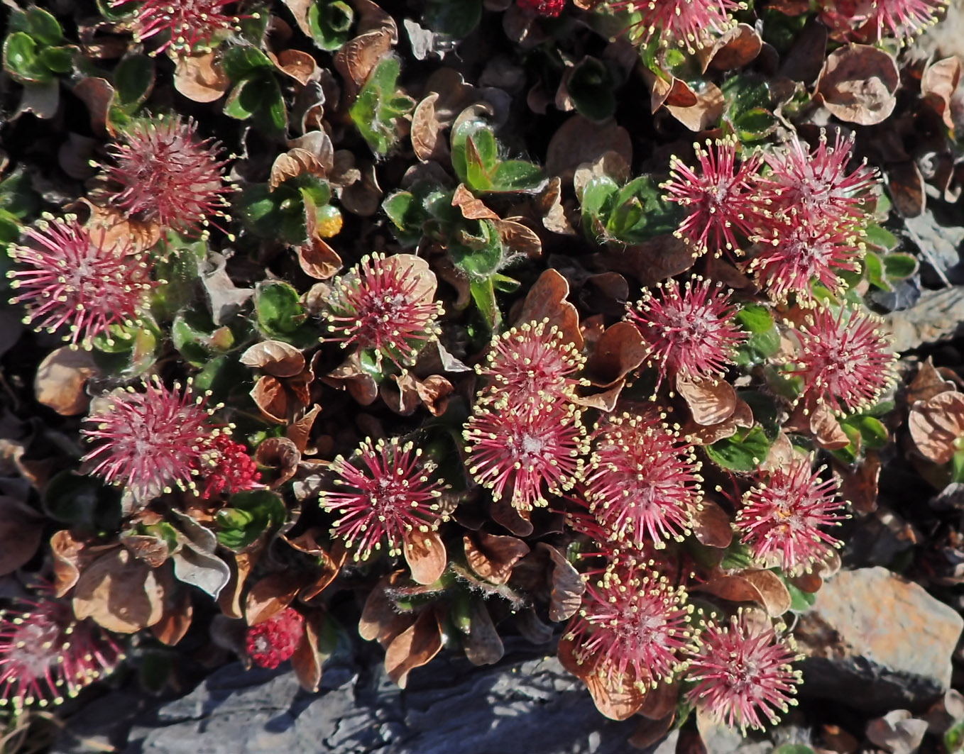 Image of genus Salix specimen.