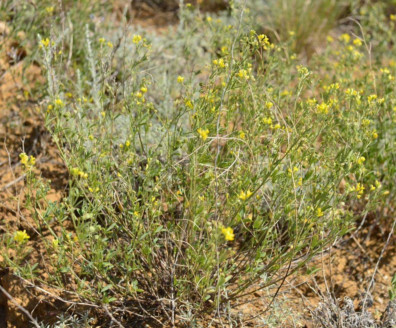 Изображение особи Medicago cancellata.