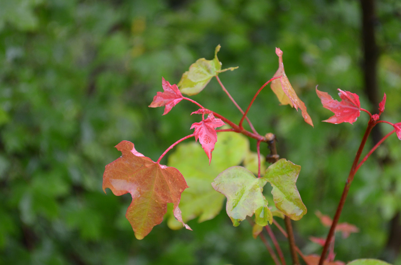 Изображение особи Acer turkestanicum.