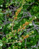 Betula rotundifolia. Верхушка ветви с соплодиями. Красноярский край, Ермаковский р-н, природный парк \"Ергаки\", гора Птица, ≈ 2000 м н.у.м., каменистый склон. 17.07.2018.