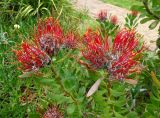 Leucospermum fulgens