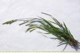 Carex sylvatica