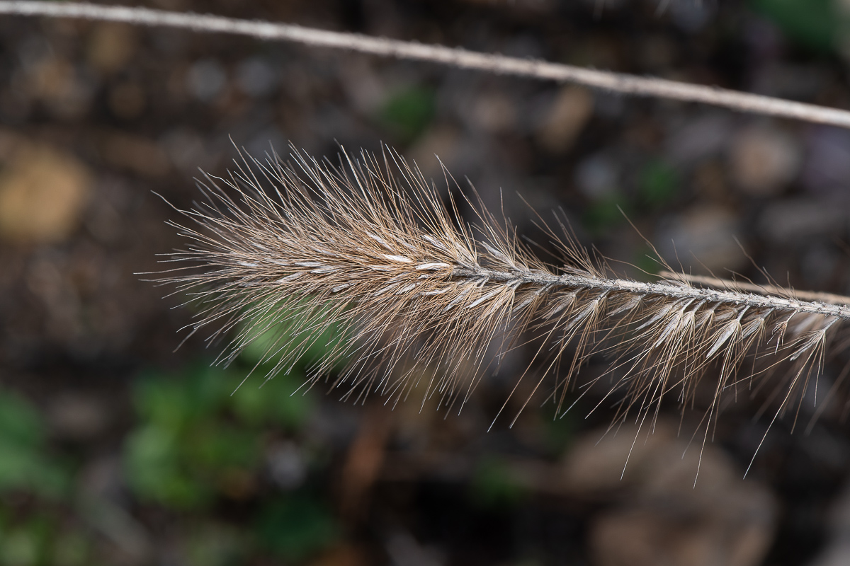 Image of Pennisetum alopecuroides specimen.