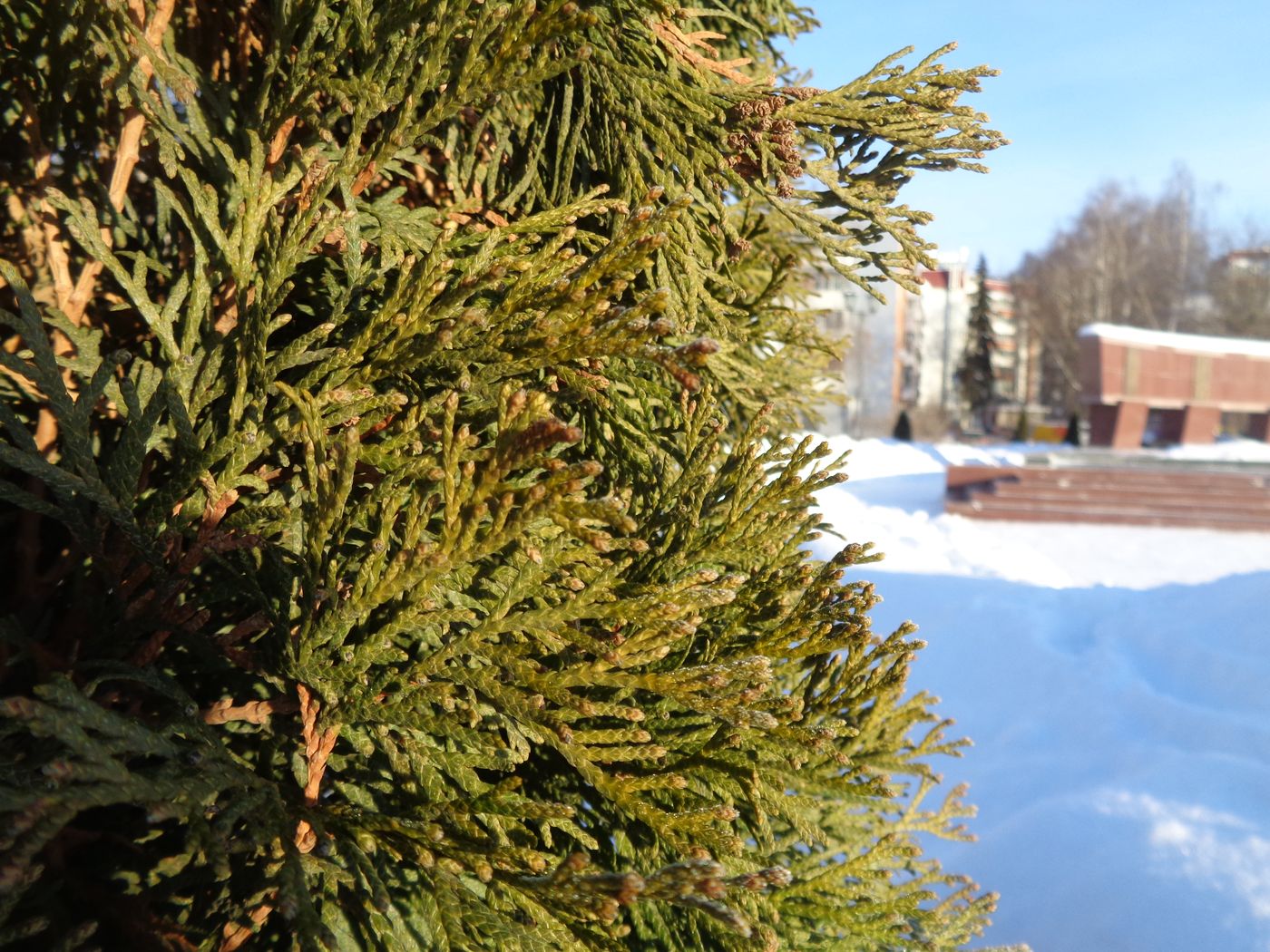 Image of Thuja occidentalis specimen.