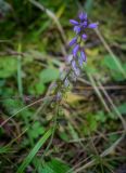 Polygala amarella