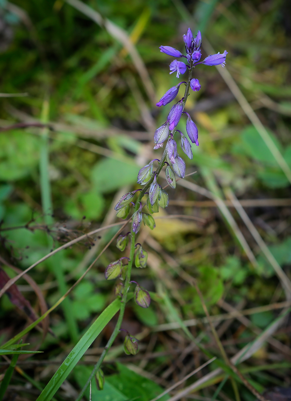 Image of Polygala amarella specimen.