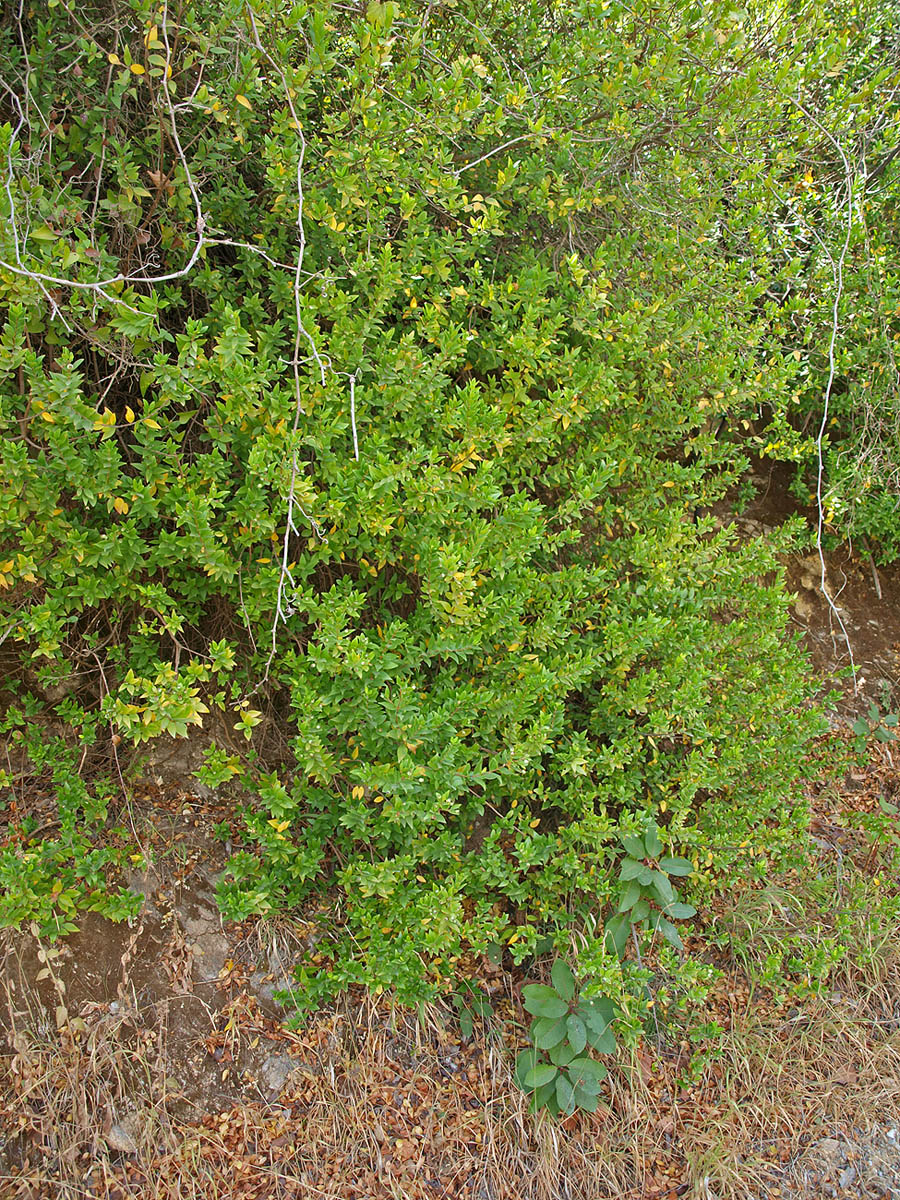 Image of Myrtus communis specimen.