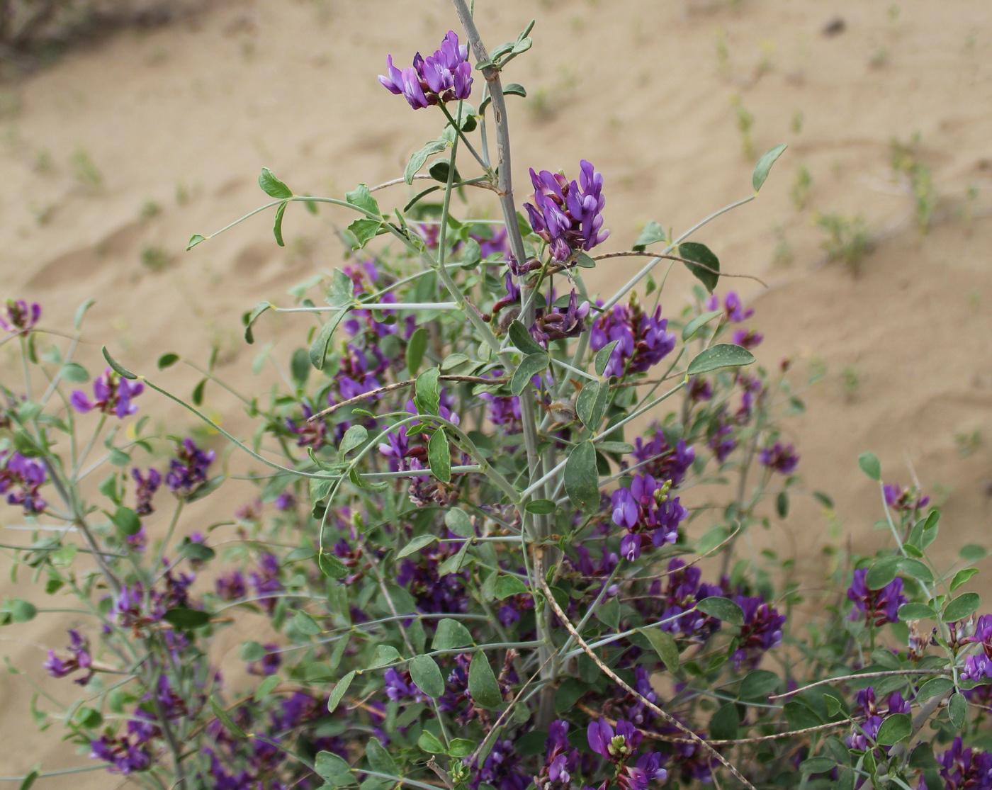 Изображение особи Astragalus paucijugus.