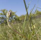 Scorzonera laciniata