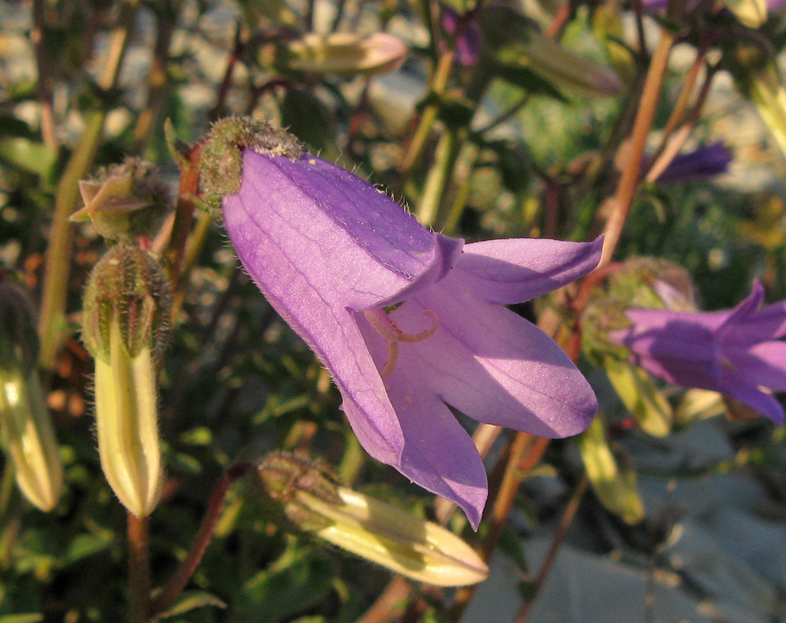 Изображение особи Campanula komarovii.