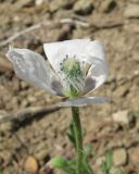 Papaver hybridum. Цветок (гипохромная форма). Крым, окр. Феодосии, Лисья бухта, пустынно-степной склон. 20 мая 2019 г.